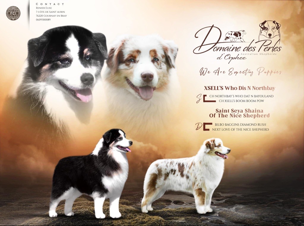 du Domaine des Perles d'Orphée - Chiot disponible  - Berger Australien