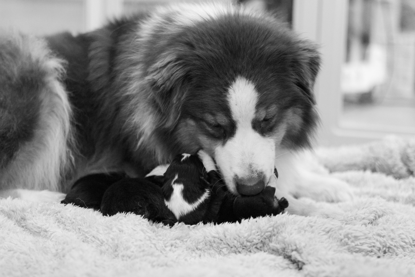 Chiot Berger Australien du Domaine des Perles d'Orphée