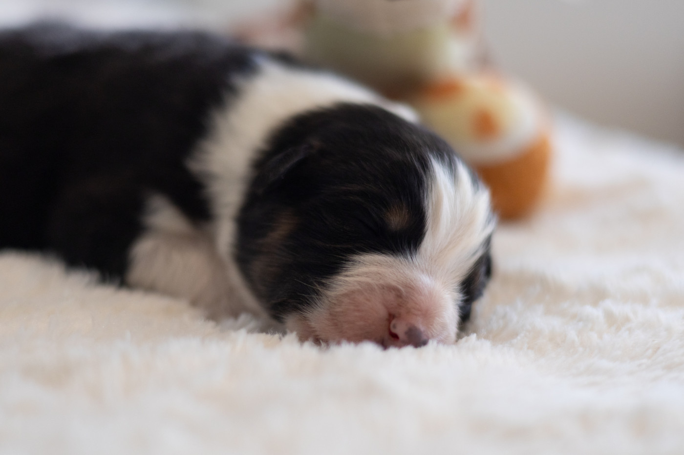 du Domaine des Perles d'Orphée - Chiots disponibles - Berger Australien