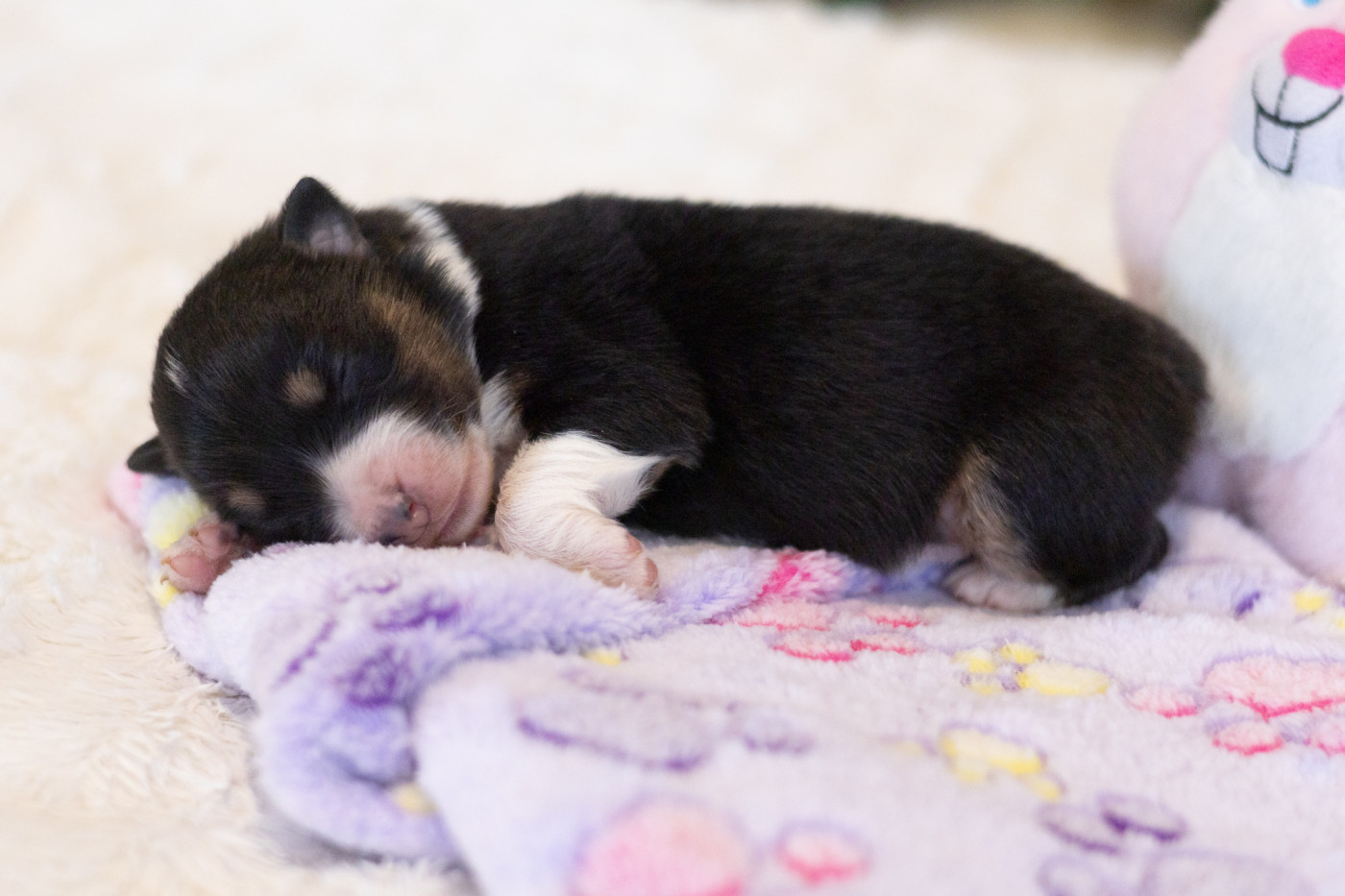 du Domaine des Perles d'Orphée - Chiots disponibles - Berger Australien