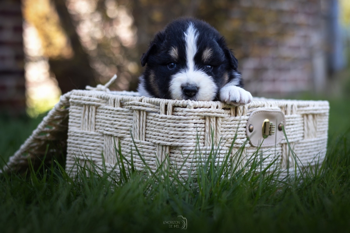 du Domaine des Perles d'Orphée - Chiots disponibles - Berger Australien