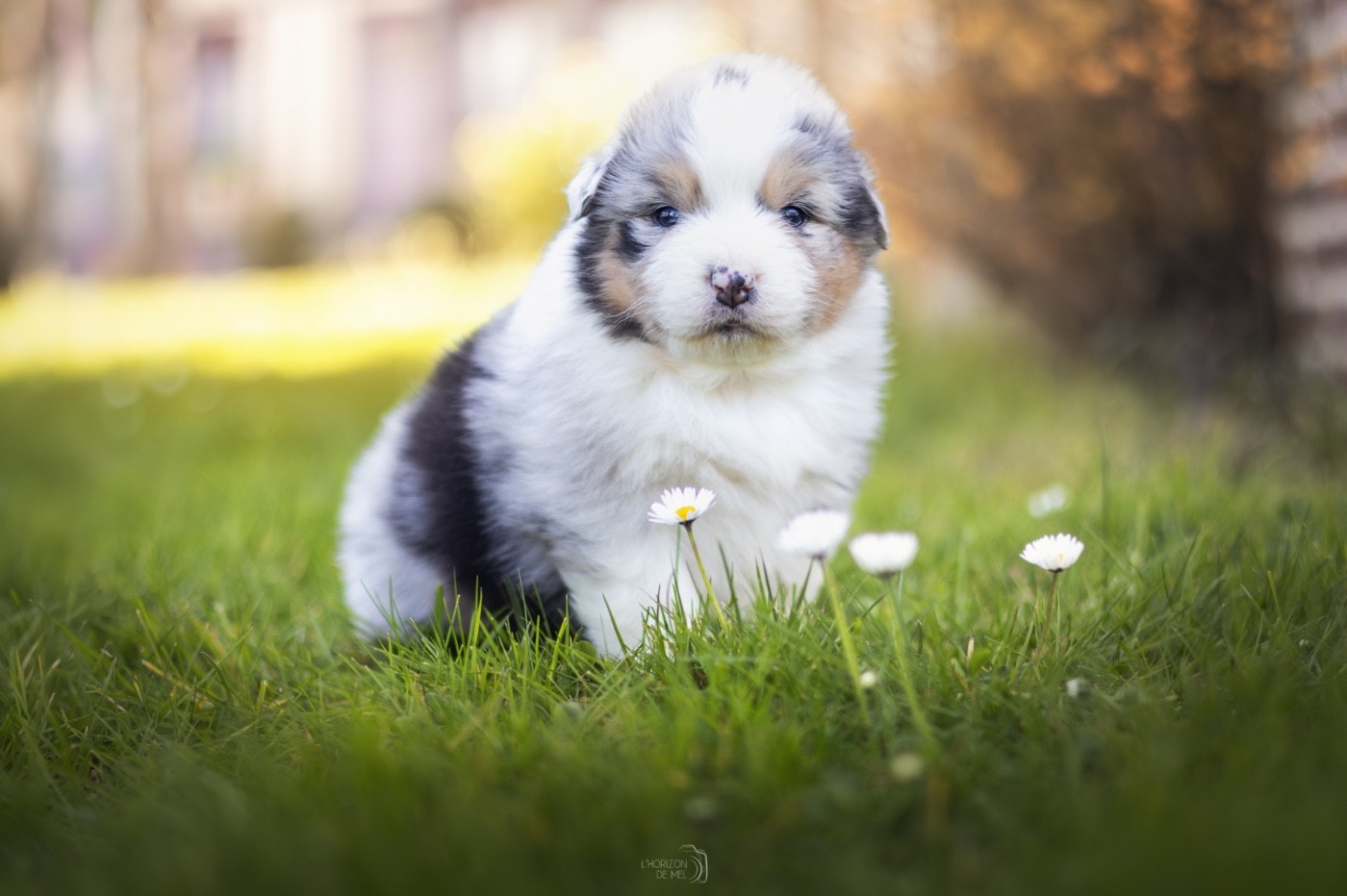 du Domaine des Perles d'Orphée - Chiots disponibles - Berger Australien