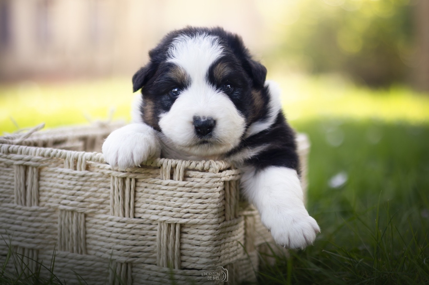 du Domaine des Perles d'Orphée - Chiots disponibles - Berger Australien