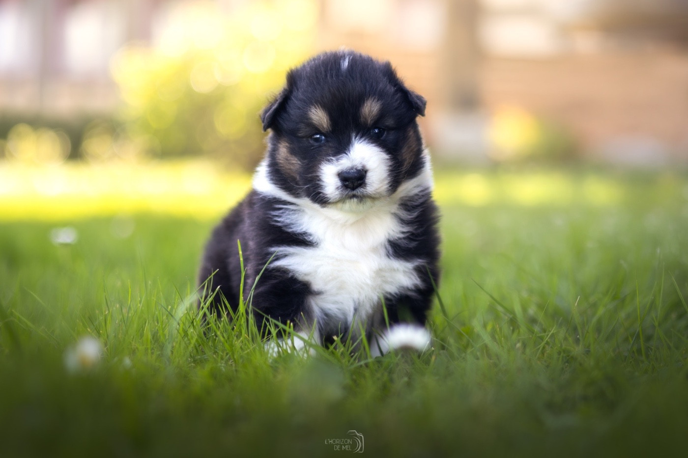 du Domaine des Perles d'Orphée - Chiots disponibles - Berger Australien