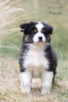 CHIOT 2