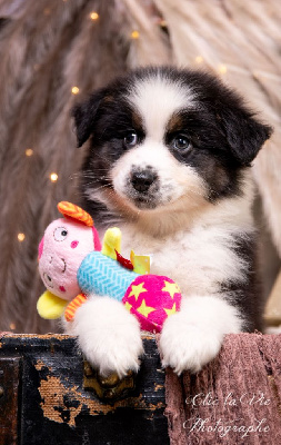 CHIOT 1