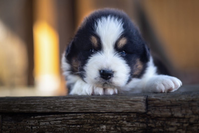 Chiot N°1