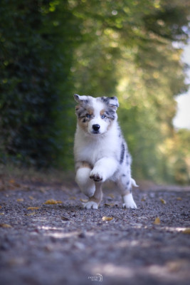 Chiot N°4