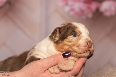 CHIOT