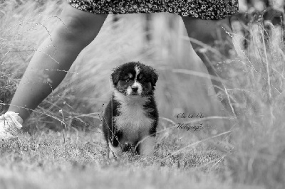CHIOT 5