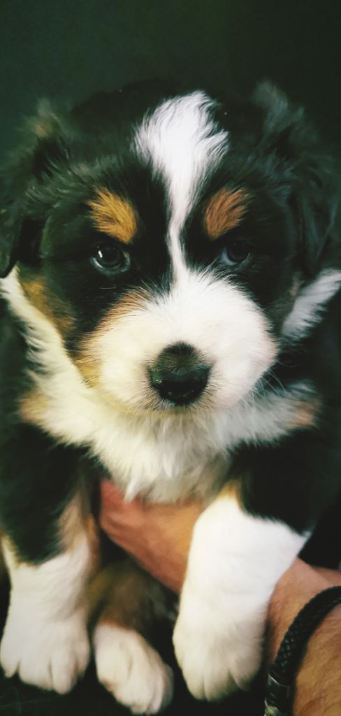 CHIOT